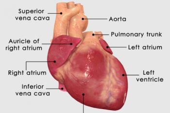 ¿Cómo funciona el corazón?